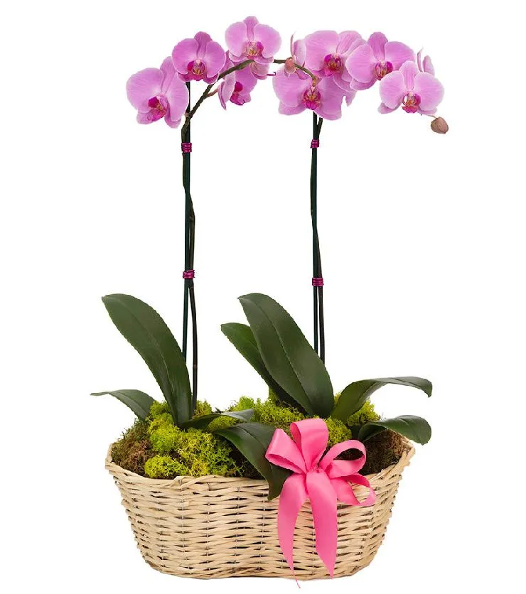 Delicate Deluxe Orchid Basket